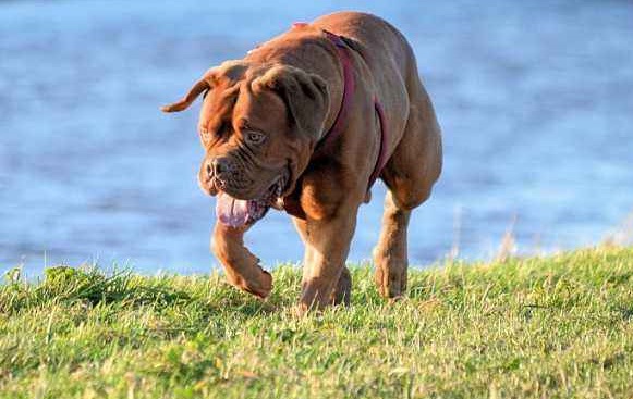 世界十大最凶悍的狗 深圳宠物展最凶猛的犬排行榜