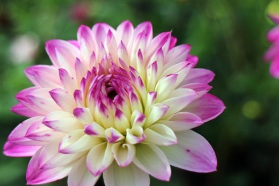 世界十大最美的花广州花卉展会最美的花是什么花
